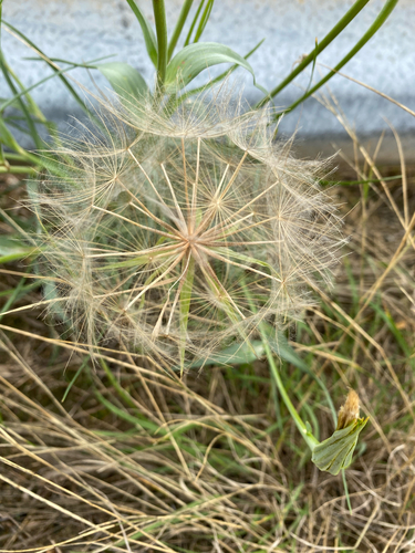 Yellow Salsify