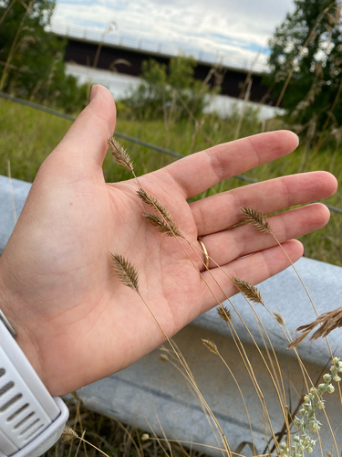 Crested Wheatgrass