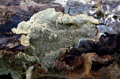 Dentocorticium portoricense