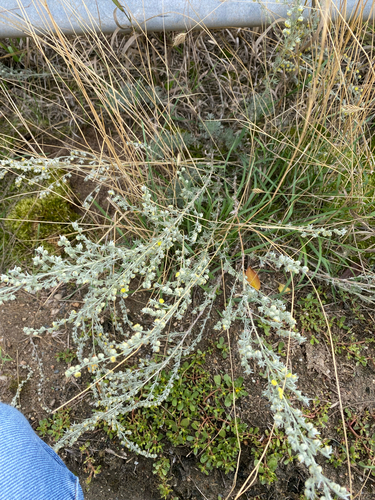 fringed sagebrush