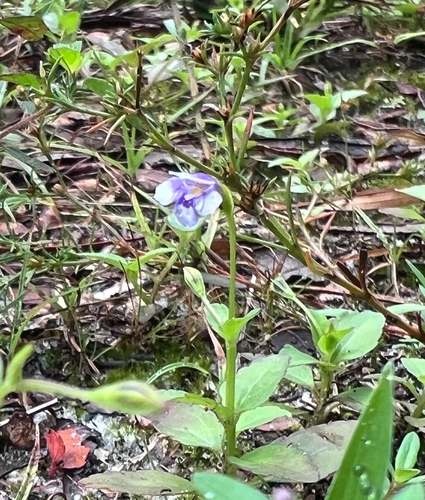 Brittle False Pimpernel
