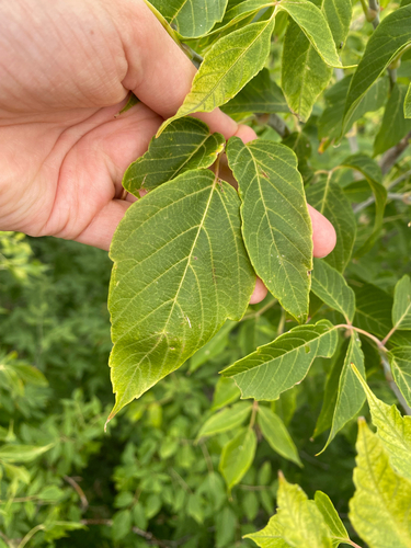 box elder