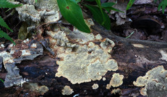 Dentocorticium portoricense