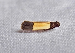 Anacampsis coverdalella