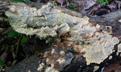 Dentocorticium portoricense