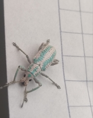 Compsus viridivittatus