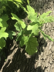 Quercus similis