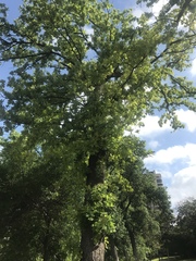 Quercus similis
