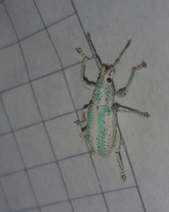 Compsus viridivittatus