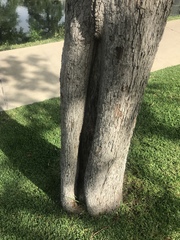 Quercus similis