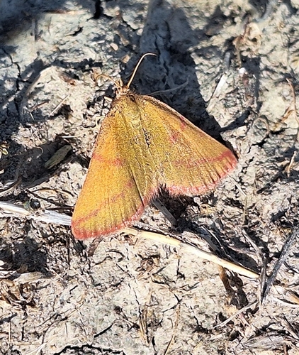 Purple-barred Yellow