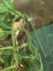 Correlophus