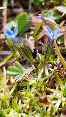 Gentiana nivalis, photograph (c) Jana Paulsen, some rights reserved (CC BY)