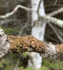 Melanohalea septentrionalis