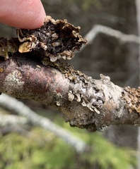 Melanohalea septentrionalis