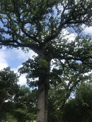 Quercus similis