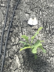 Quercus similis