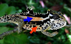 Transvaal Dwarf Chameleon photo 2