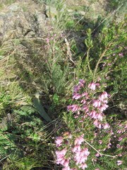 Erica australis, photograph (c) zebedeugalinha, some rights reserved (CC BY)