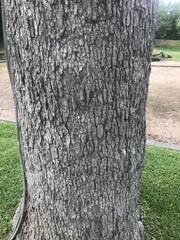 Quercus similis