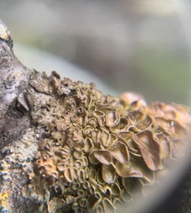 Melanohalea septentrionalis