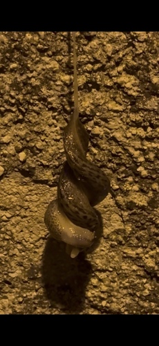 Leopard Slug
