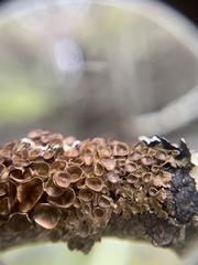 Melanohalea septentrionalis