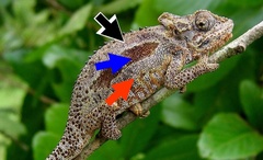 Transvaal Dwarf Chameleon photo 3