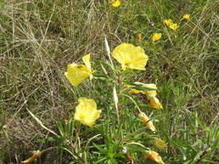 Oenothera berlandieri