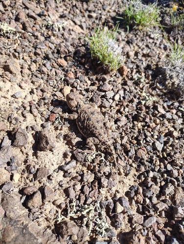 Greater Short-horned Lizard