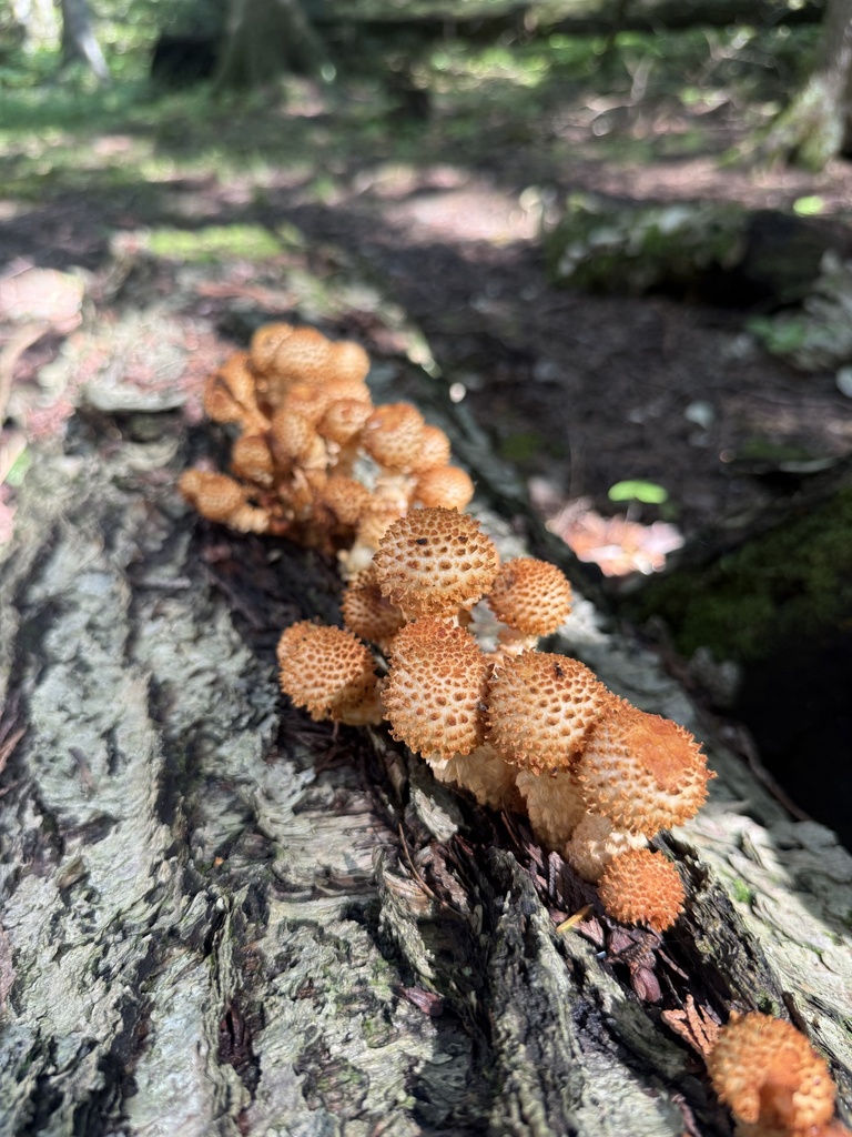 Sharp-scaly Pholiota · September 2026 · photo: Photo: (c) victoriaelizabe, some rights reserved (CC BY) · iNaturalist