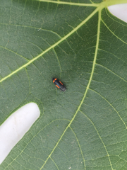 Ptosima gibbicollis