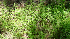 Parietaria pensylvanica