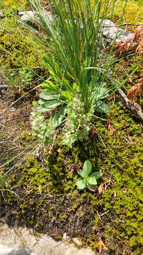 Scutellaria parvula