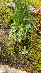 Scutellaria parvula