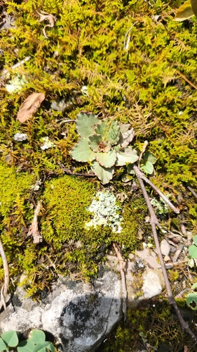 Micranthes virginiensis, photograph 5