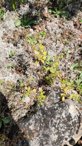 Geranium bicknellii, photograph 3