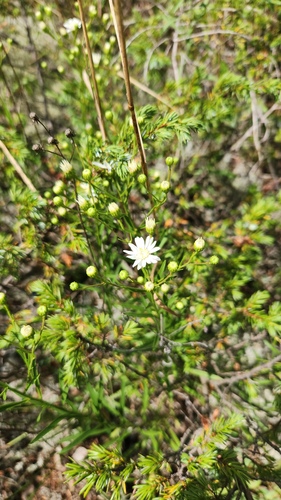Solidago ptarmicoides, photograph 6