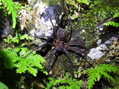 Heteropoda simplex