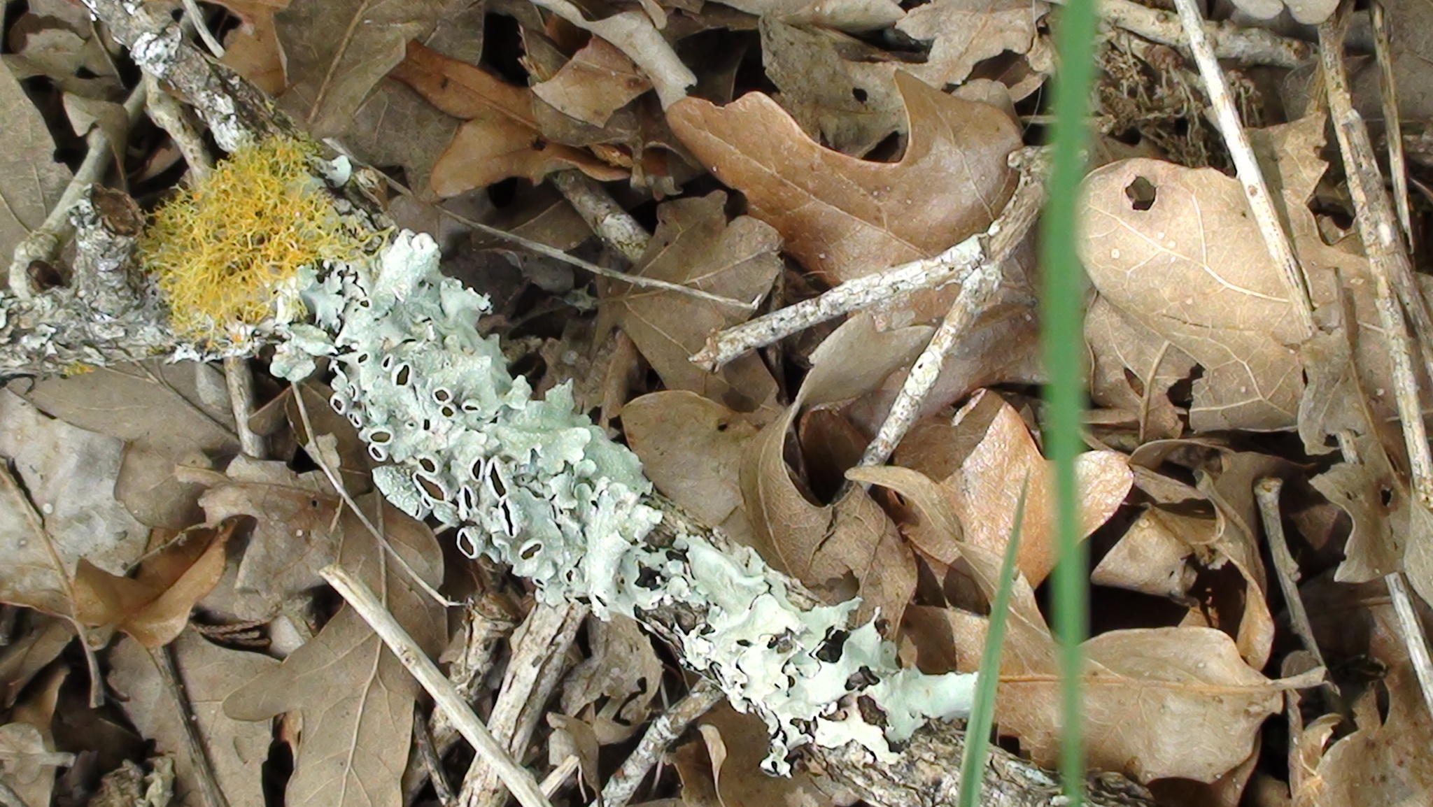Punctelia bolliana image