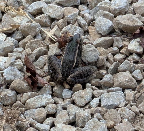 Southern Leopard Frog