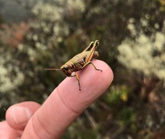 Agesander ruficornis