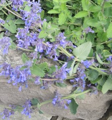 Nepeta × faassenii