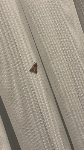 Meal moth