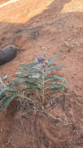 silverleaf nightshade