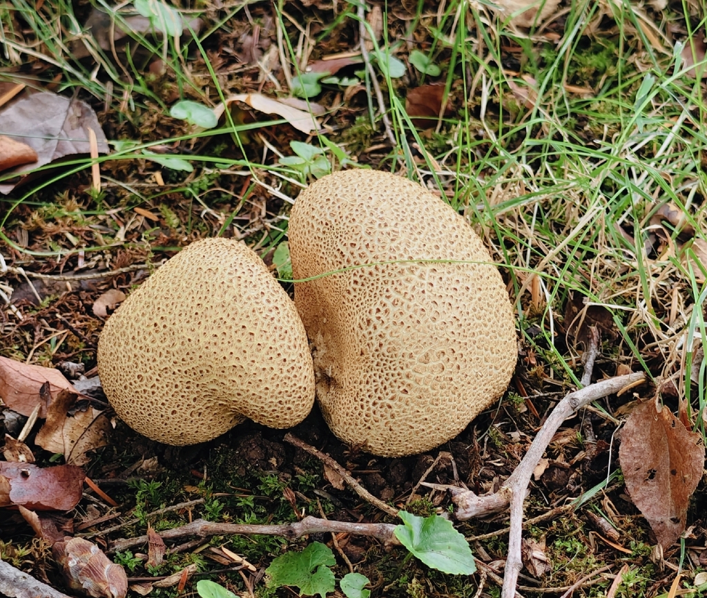 common earthball · September 2026 · photo: Photo: (c) Sheila S, some rights reserved (CC BY) · iNaturalist