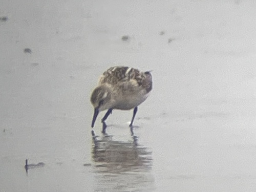 Little Stint