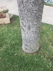 Quercus similis