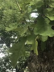 Quercus similis