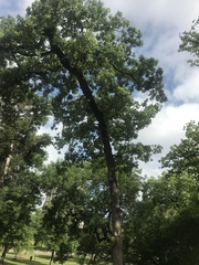 Quercus similis